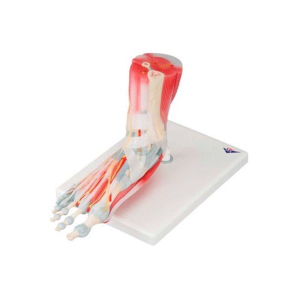 Fabrication Enterprises 3B Anatomical Model - Foot Skeleton with Removable Ligaments & Muscles, 6-Part 958733 - main